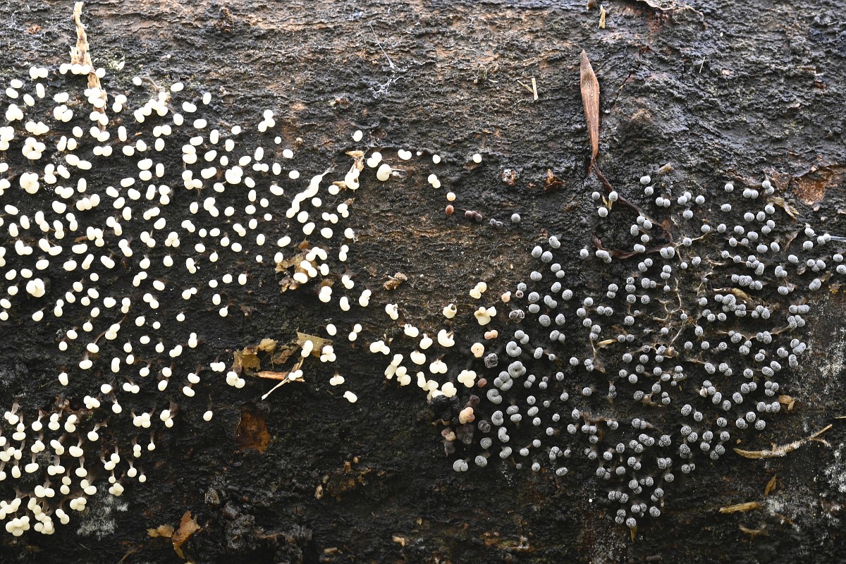 Spermogrammadagi mushuk